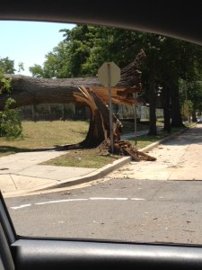 Broken Tree on 3rd St. and Ingraham St. NW